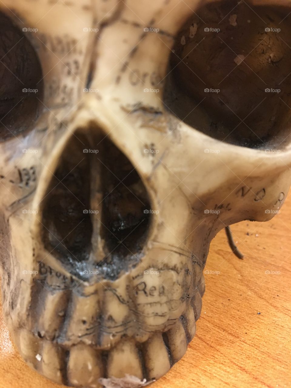 Creepy Halloween skull decoration 