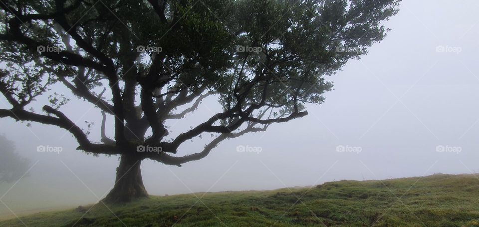 A laurel tree in the Fanal forest in Madeira