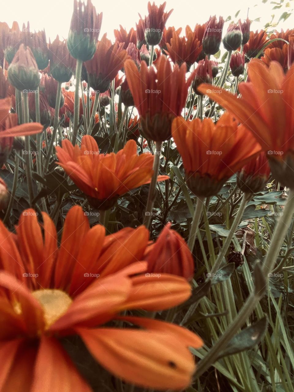 Red flowers