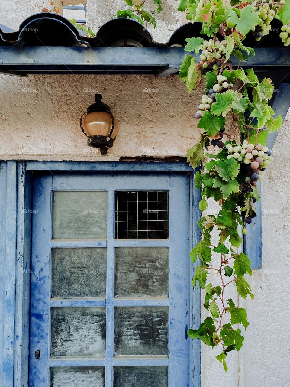 Bunch of grapes hangs from the roof above the blue door