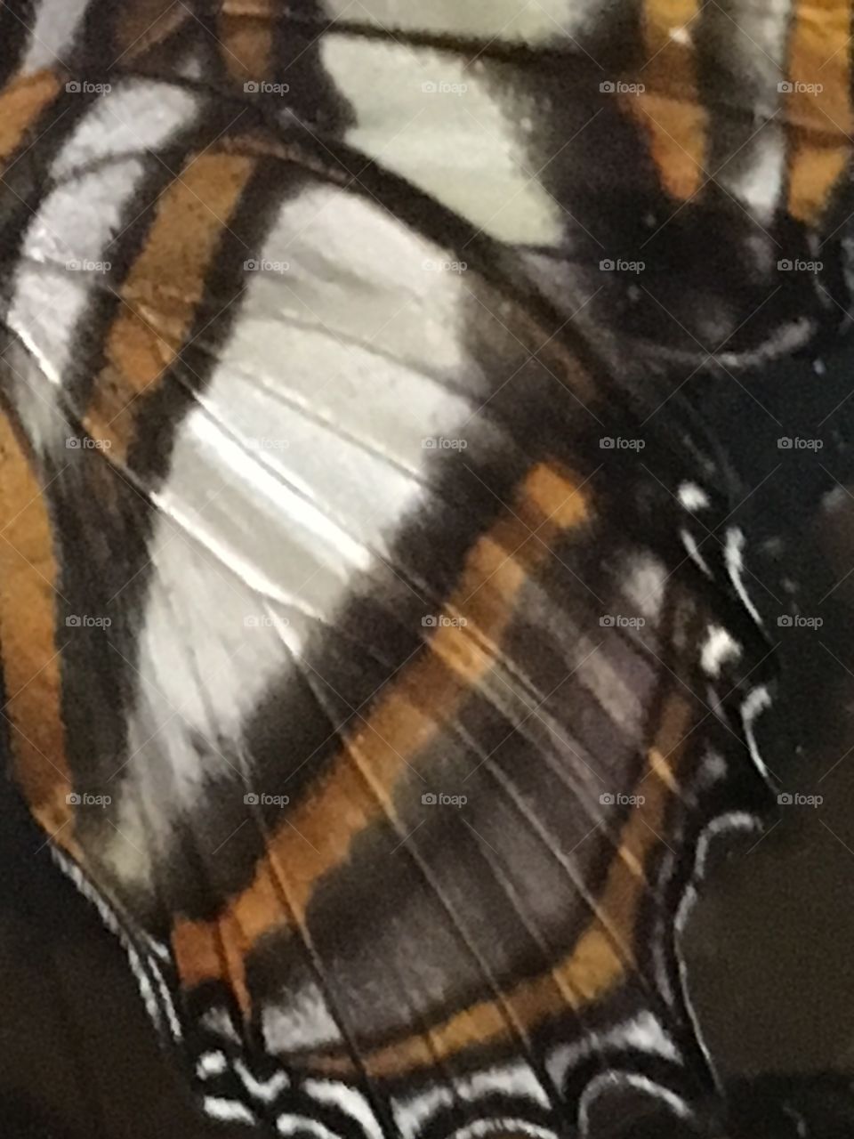 Lighter than a feather 