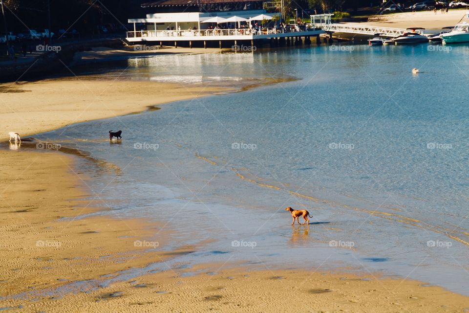 Watching the dogs enjoy themselves on the beaches along the coast in New South Wales, Australia during winter 