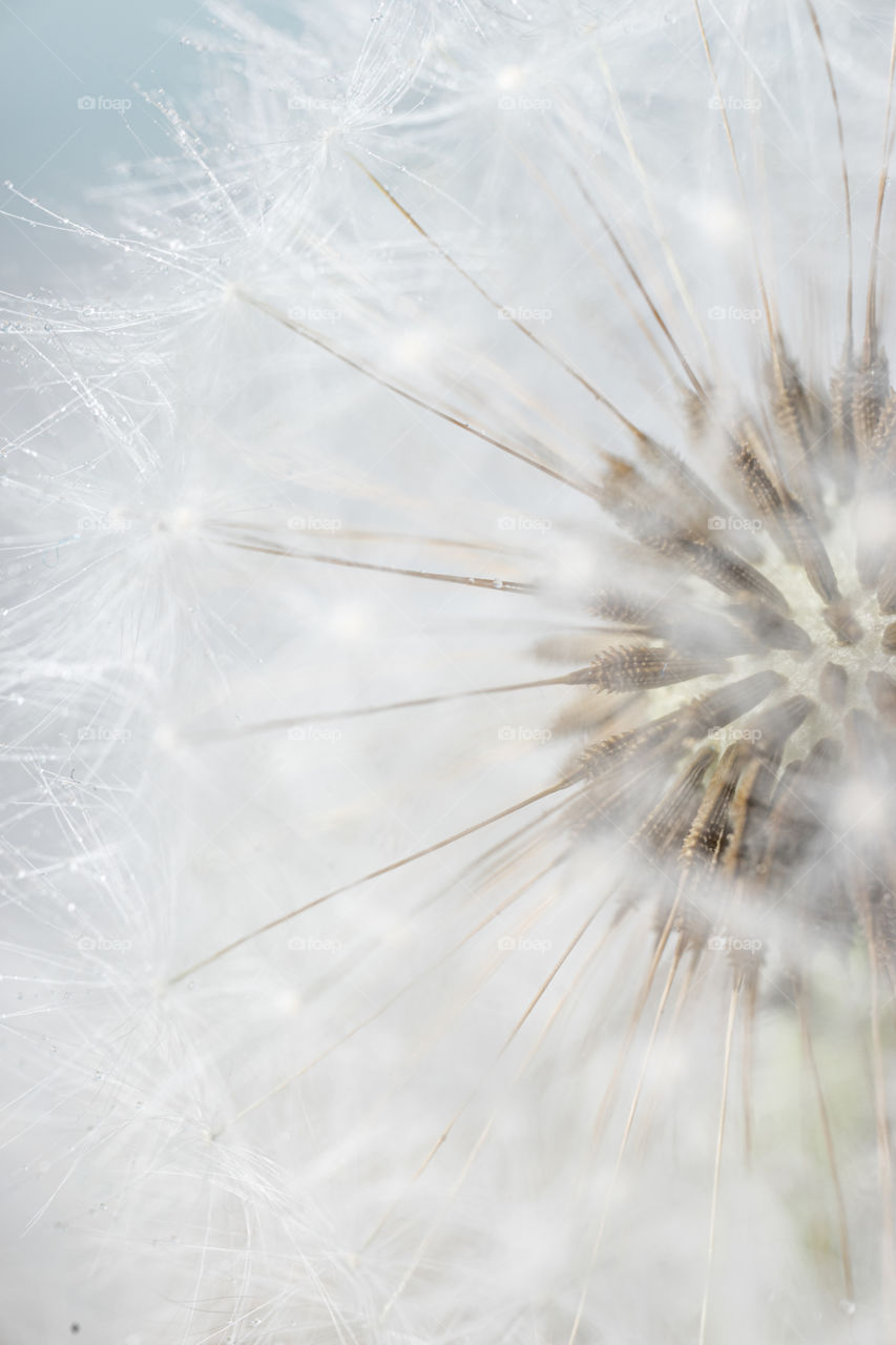 Dandelion seeds close up