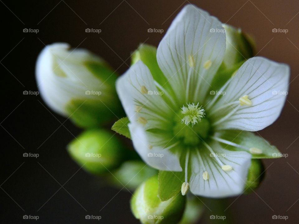 Venus flytrap flower