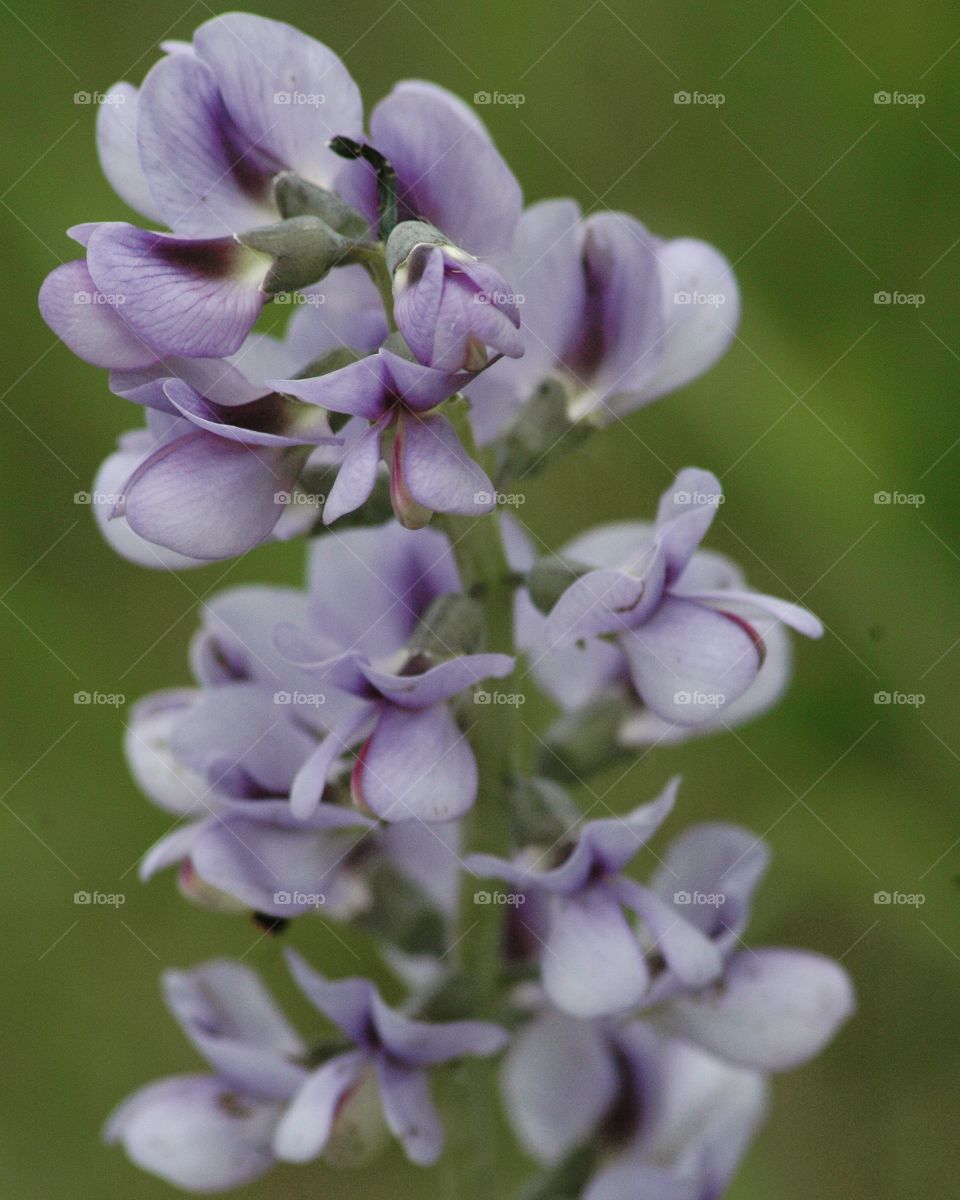 baptisia