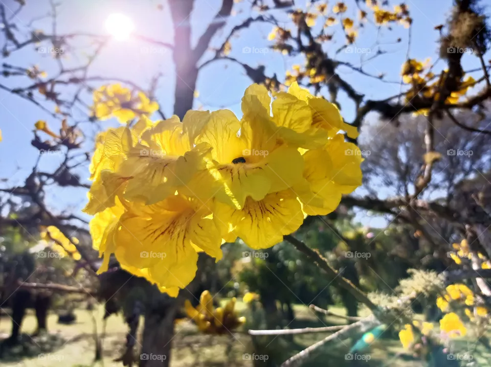 Yellow ipe flowers in the morning sunlight