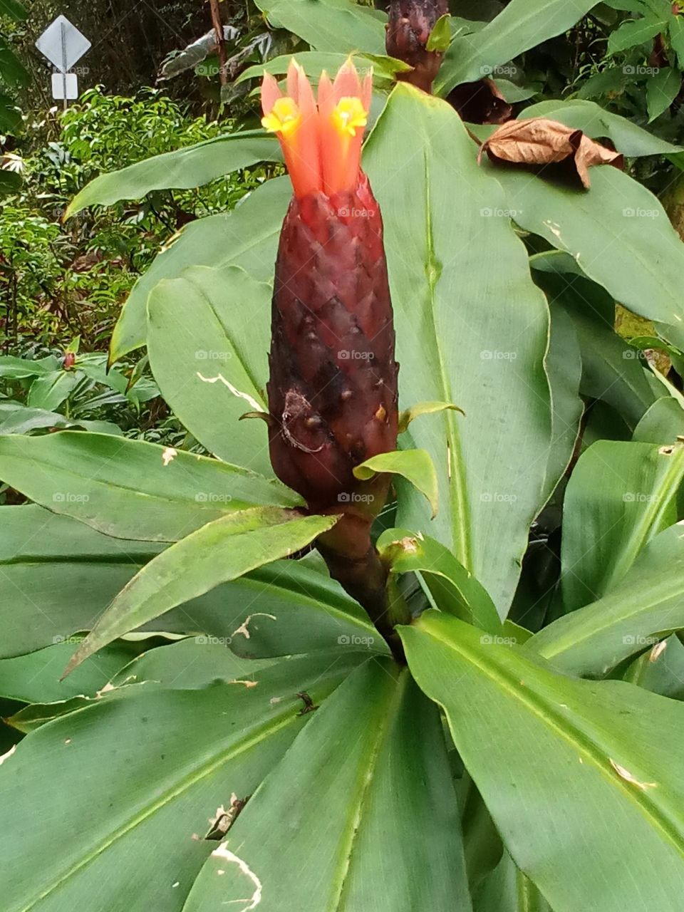 A bromeliad with a red bract and emerging pink flowers.