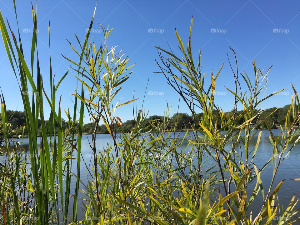 Grass lake 