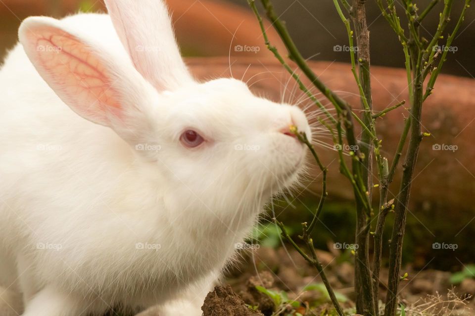 So Cute Bunny