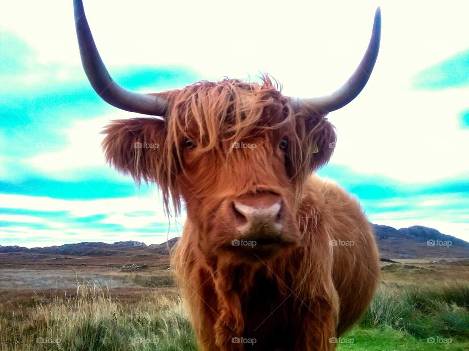 Highland cattle