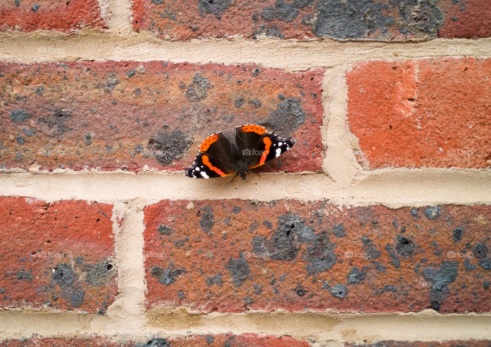 Red Admiral Butterfly on red brickwork. Vanessa Atalanta.