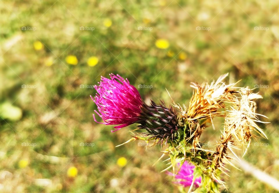 Thistle on the Field