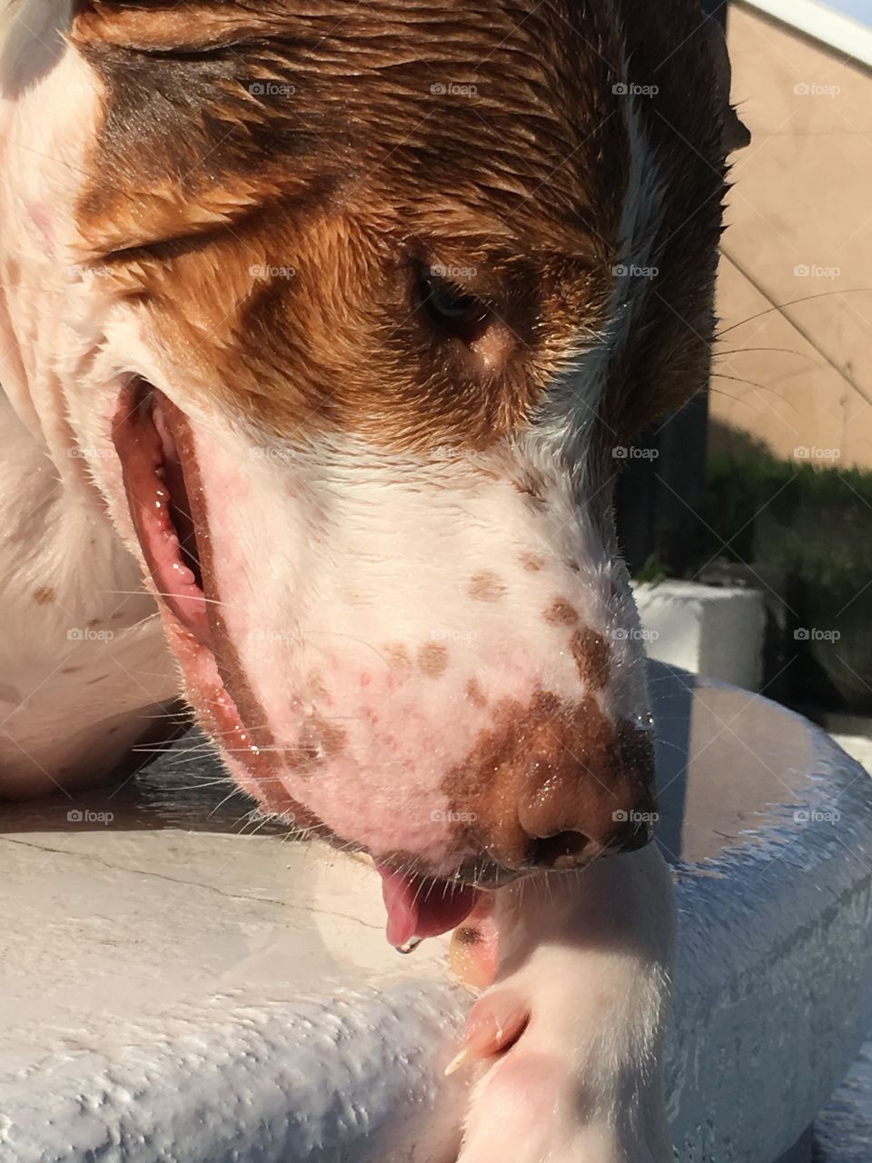 Happy wet pitbull playing in the water 