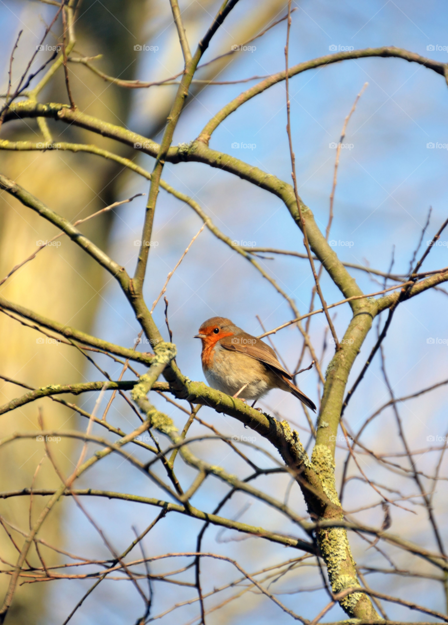 winter bird robin lewis by lewis.blythe.1