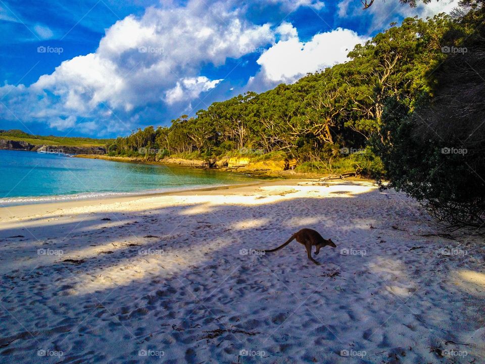 Wallaby on the beach. A wallaby running on an Australian beach.