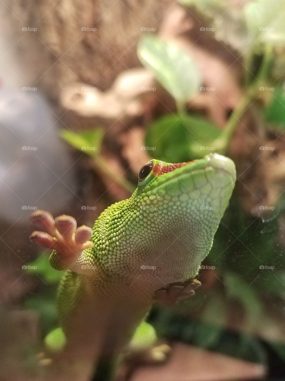 giant Madagascar Green Day Gecko