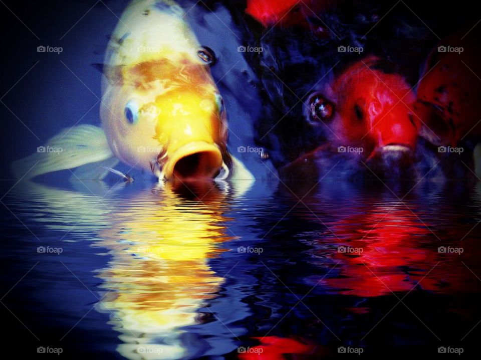 Koi and reflection