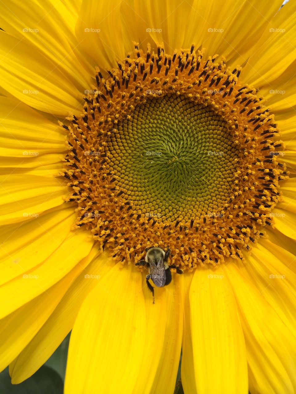 Buzzed. One bumble bee on sunflower 2014