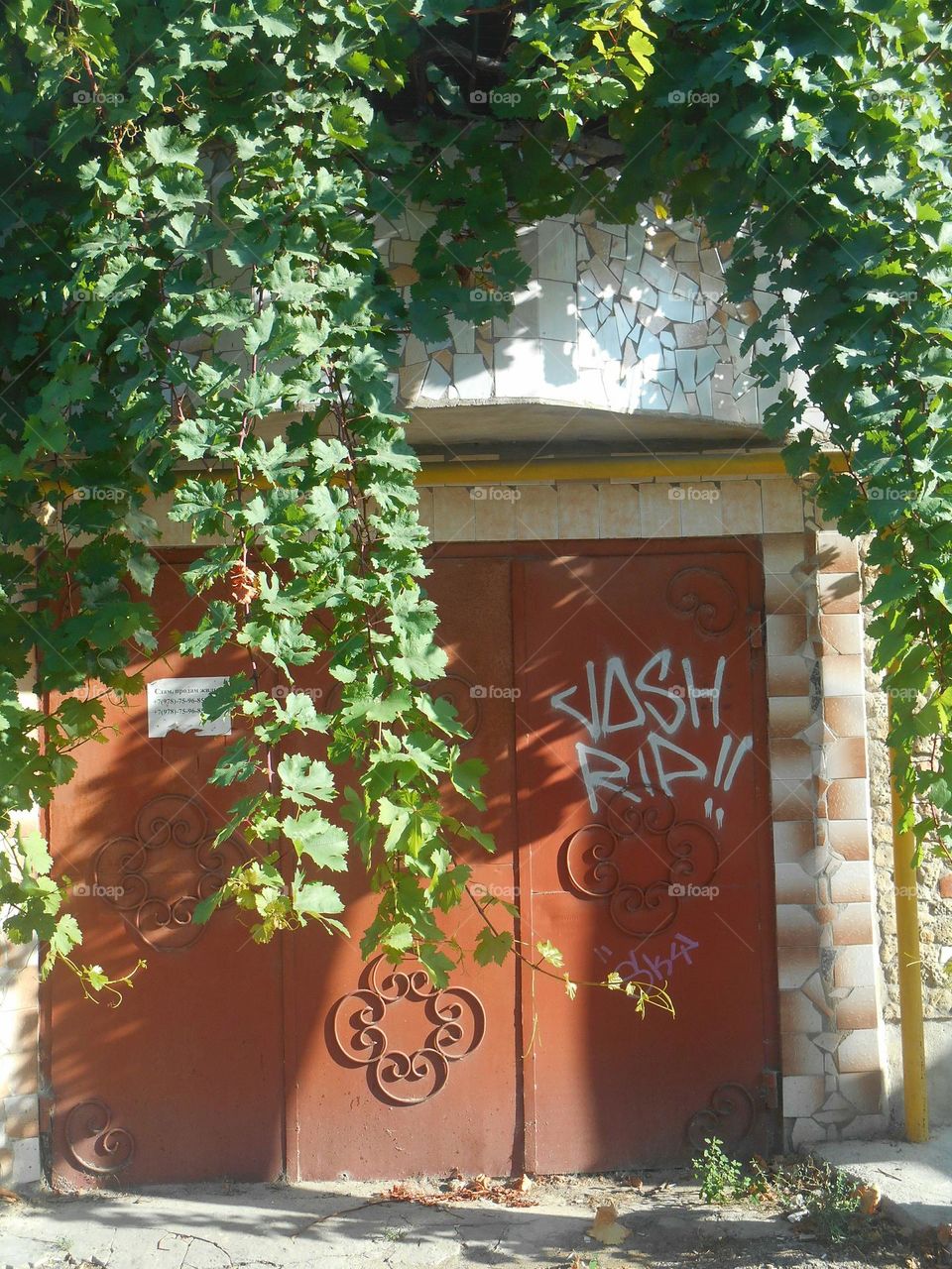 summer city beautiful plant on a wall