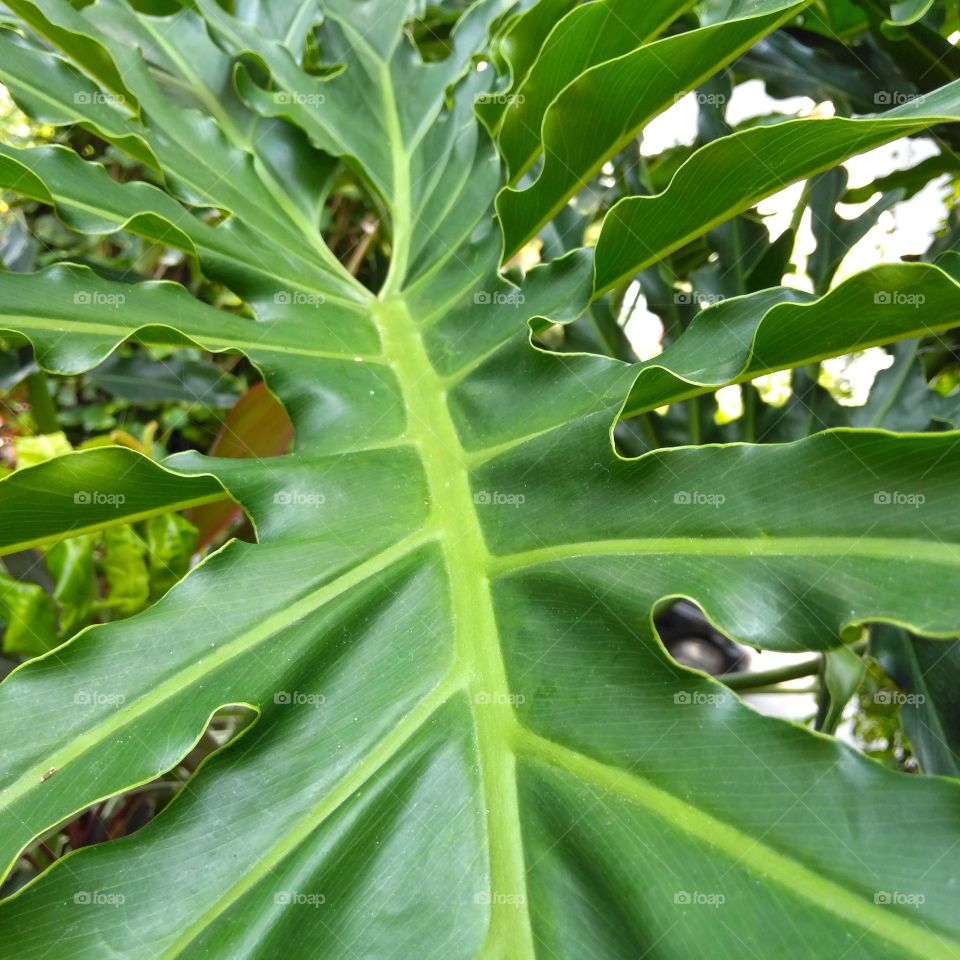 Green leaf on the garden