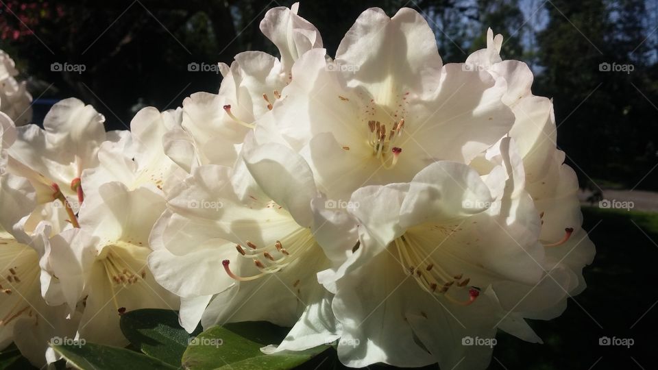 rhododendron . white rhododendron 