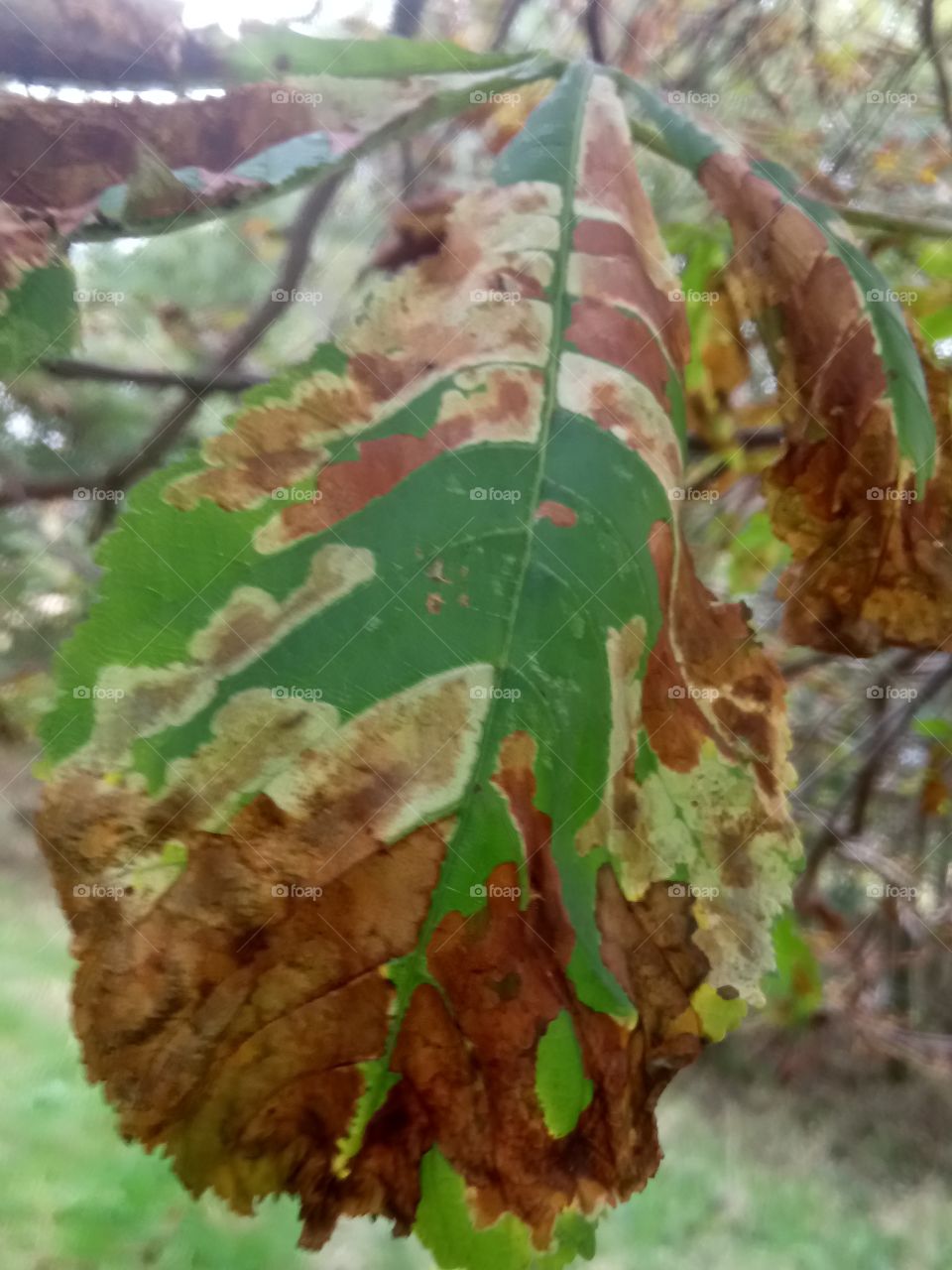 multi colour leaf