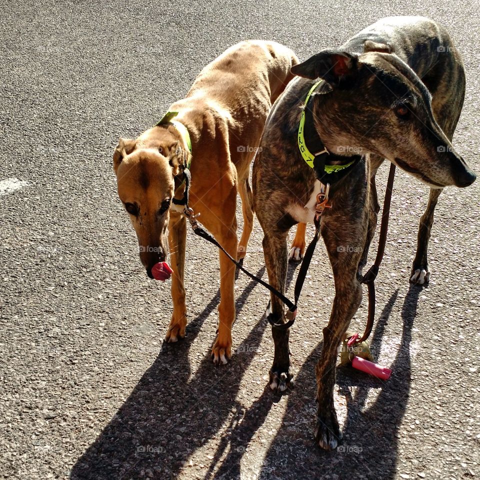 leah and jimmy the greyhounds. rescued