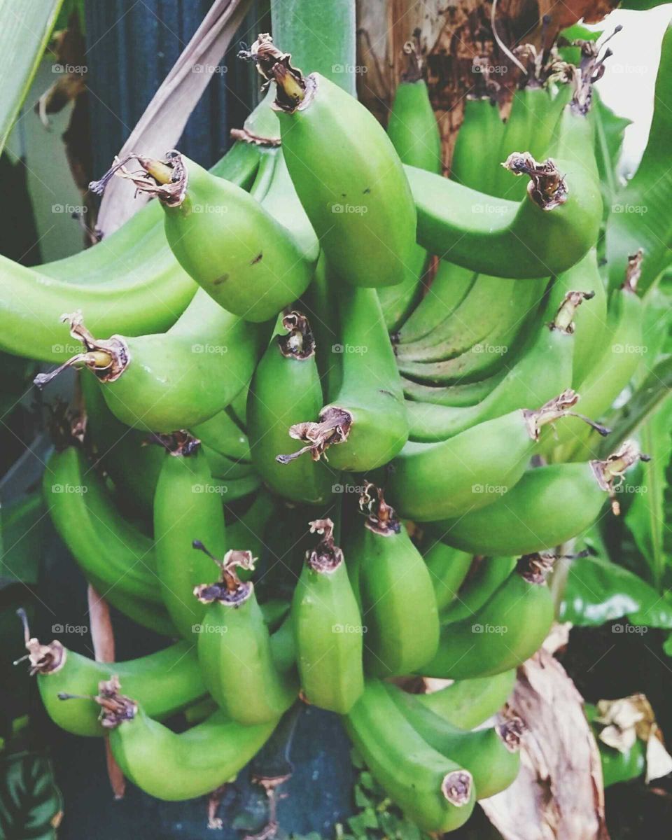 foodies for life...green bananas
