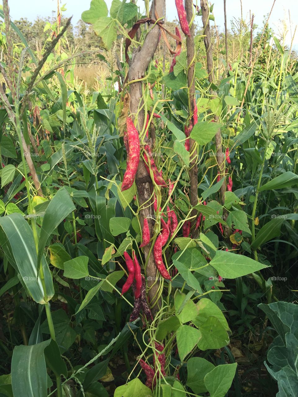 Beans stocked with beans 