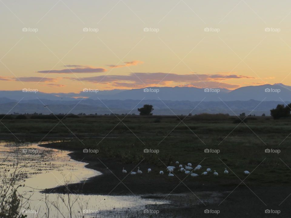 Sunsets and Snowgeese