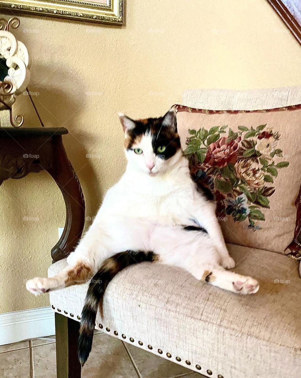 This cat enjoys sitting like a person on a chair with a cushion!