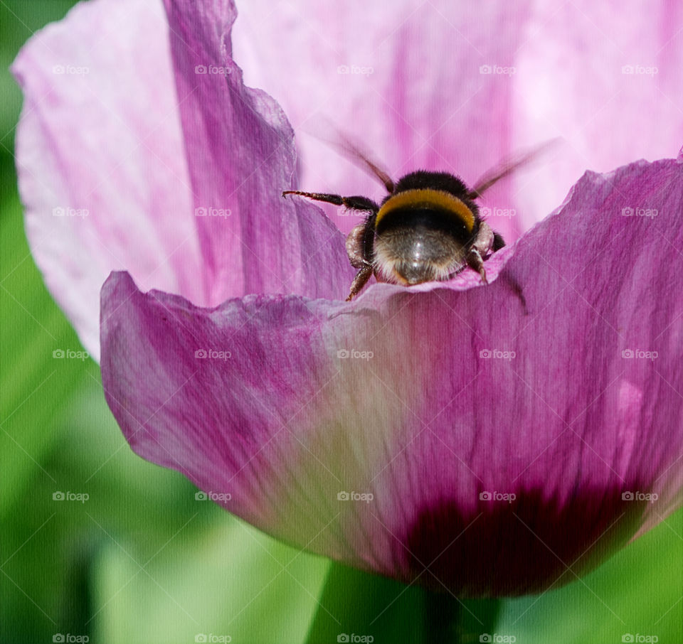 A bee flying into a poppy flower 