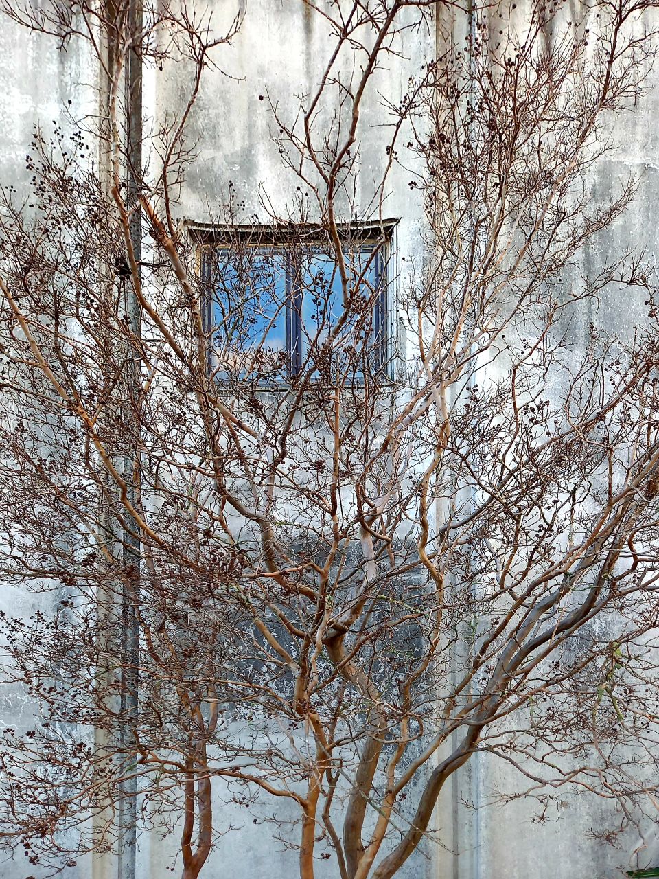 tree and a window in which is reflecting the sky