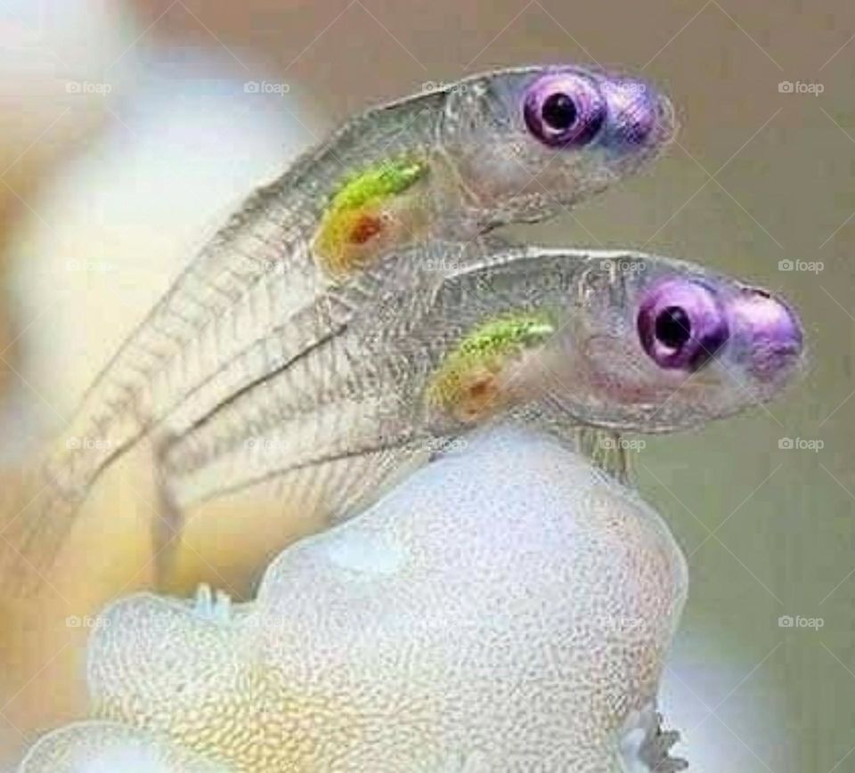 transparent fish