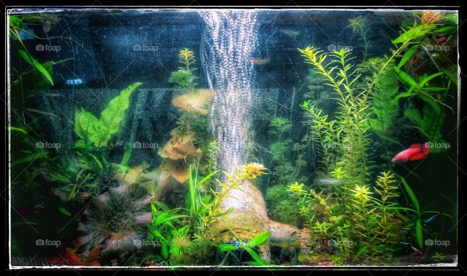 Pretty planted aquarium