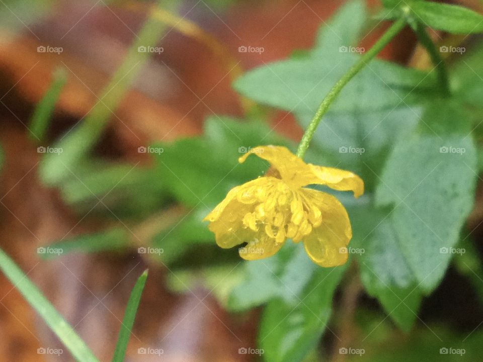 Butter cup after cold rain
