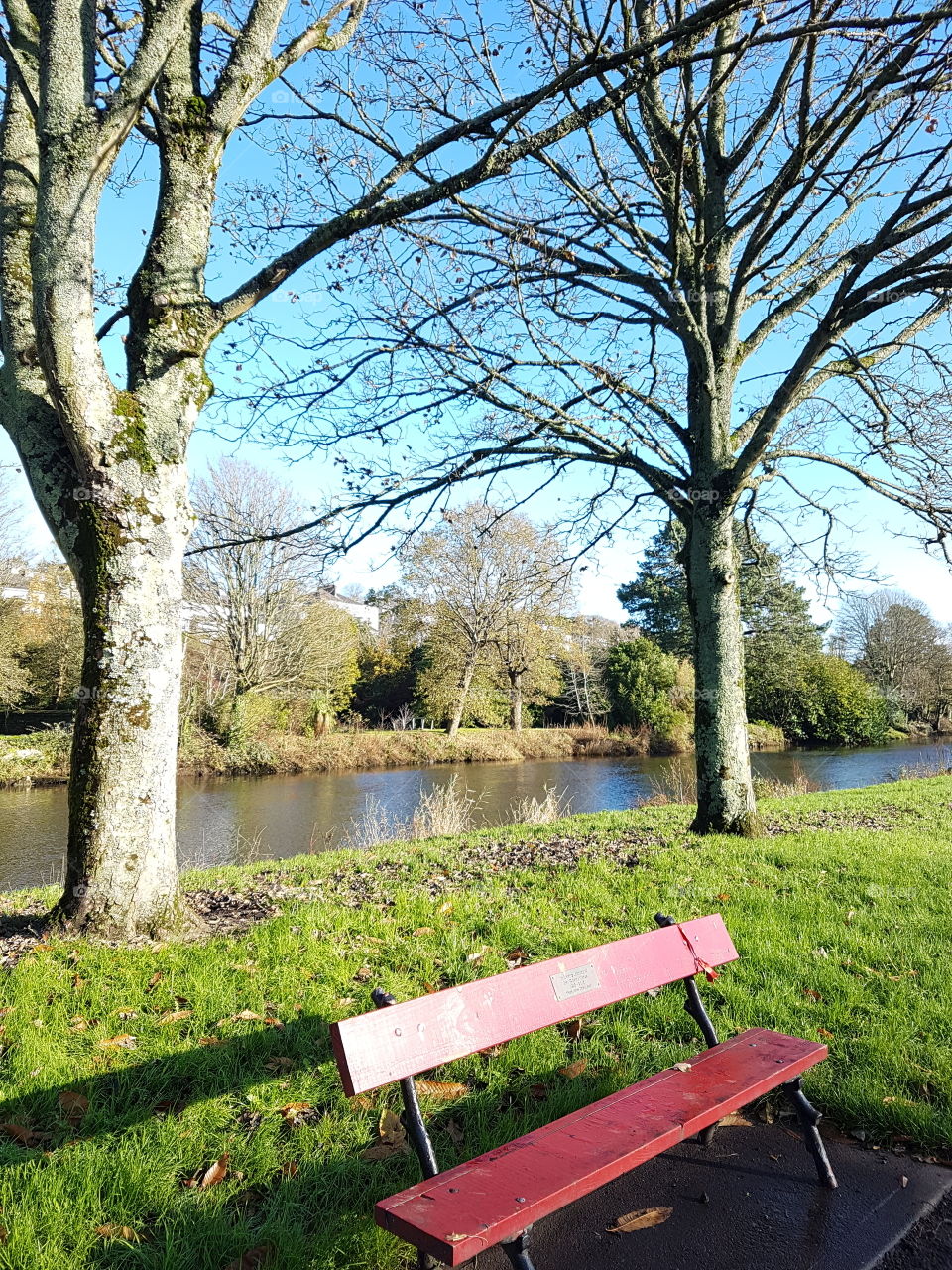 Bench, No Person, Park, Tree, Nature