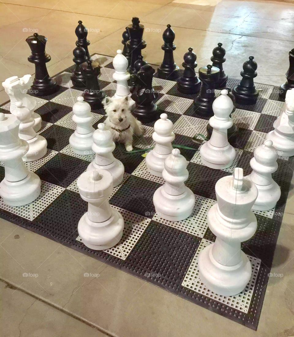 White knight to bishop 4