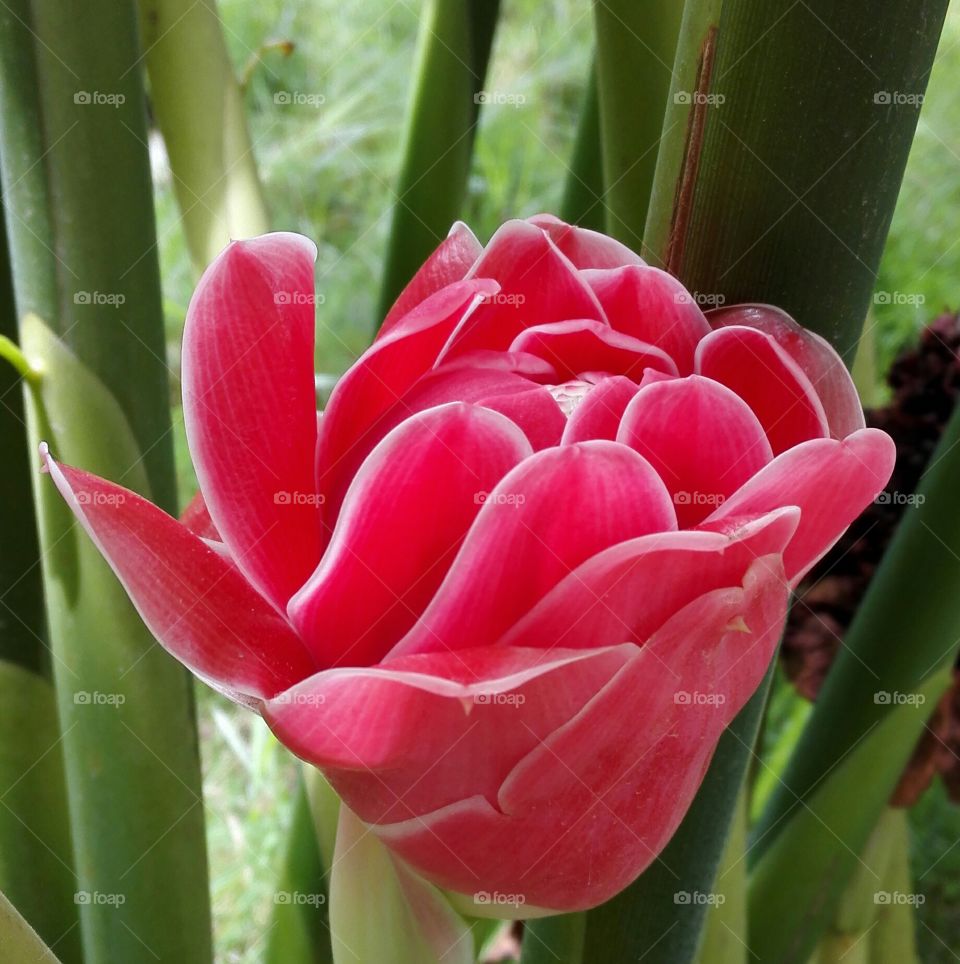 pink flower