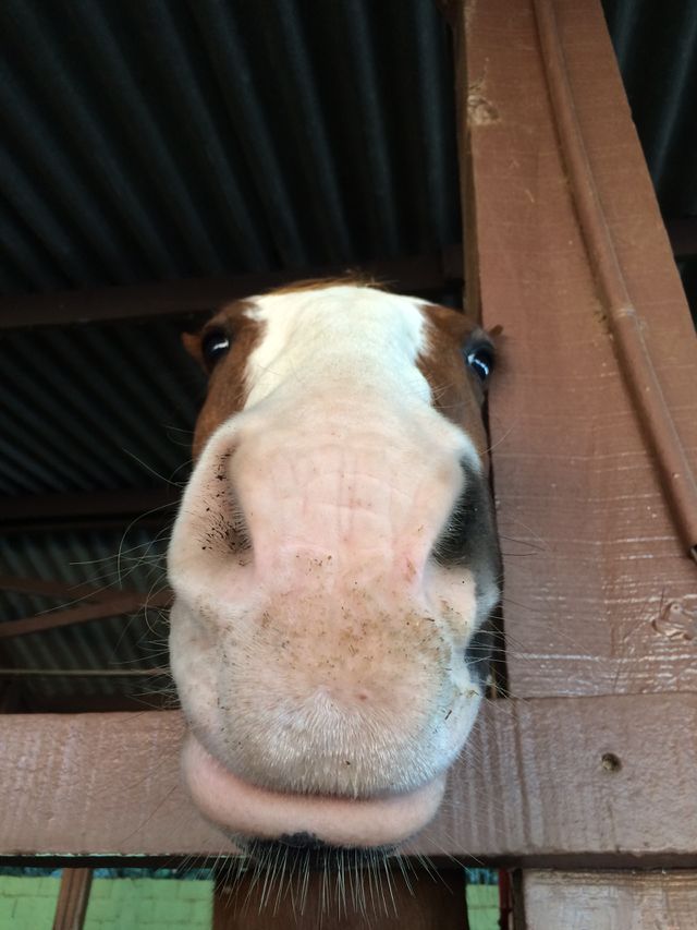 Animals I love