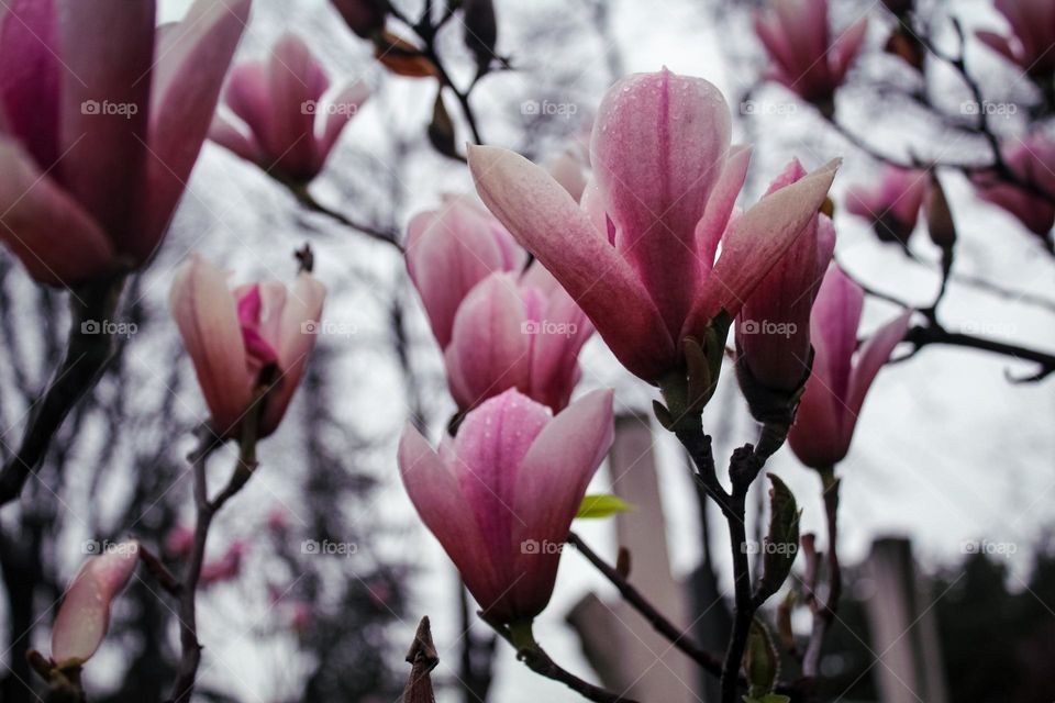 magnolia flowers