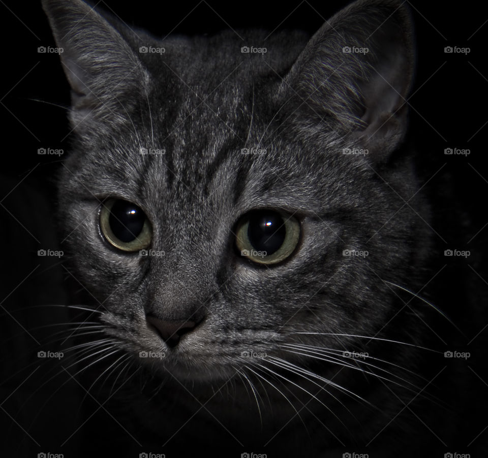 grey cat animal night by alex_kore