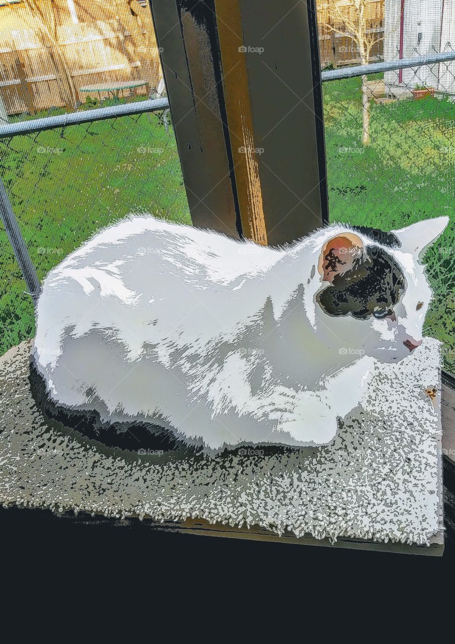 abstract cat sitting outside