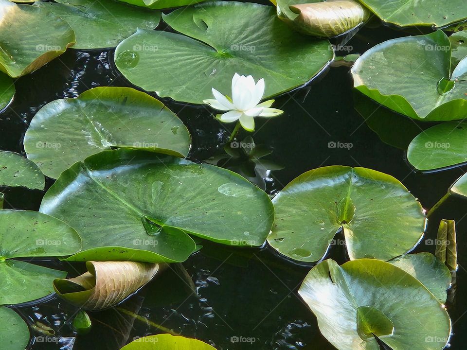 white lily flower and green lily pads in pond water