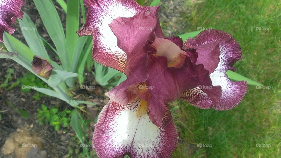 Single Iris