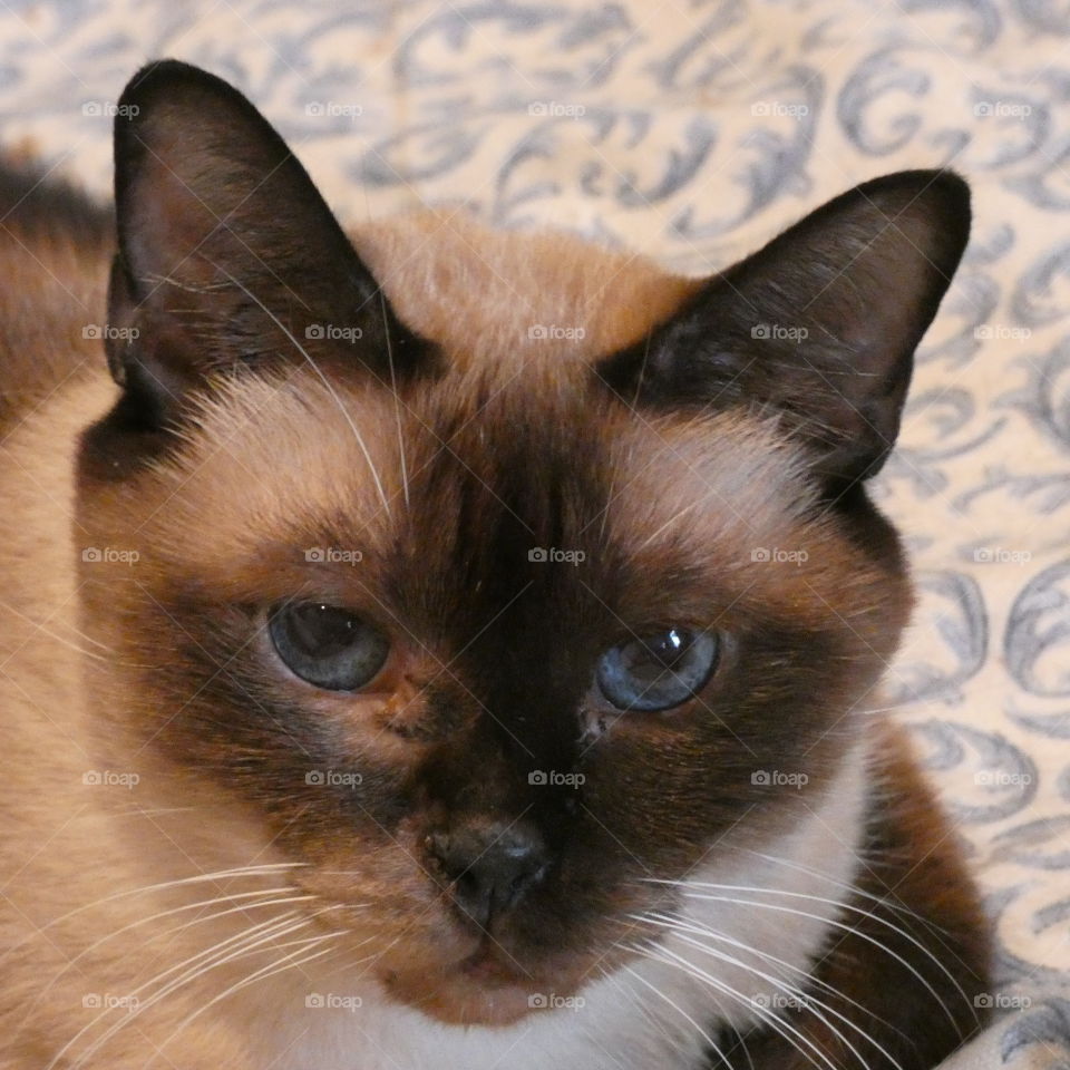 Siamese cat - Simone