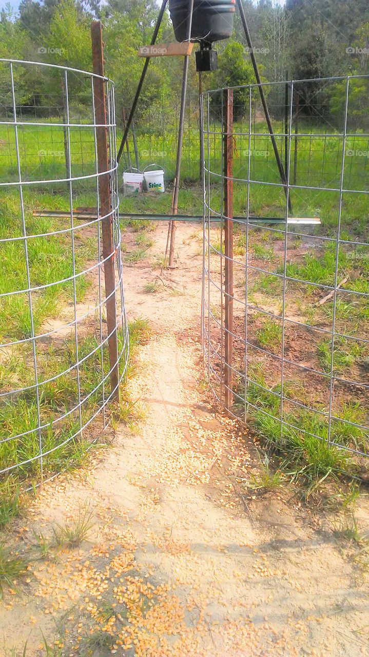 Louisiana wild hog hunting cage