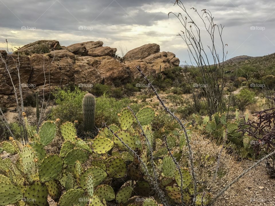 Desert Landscape 