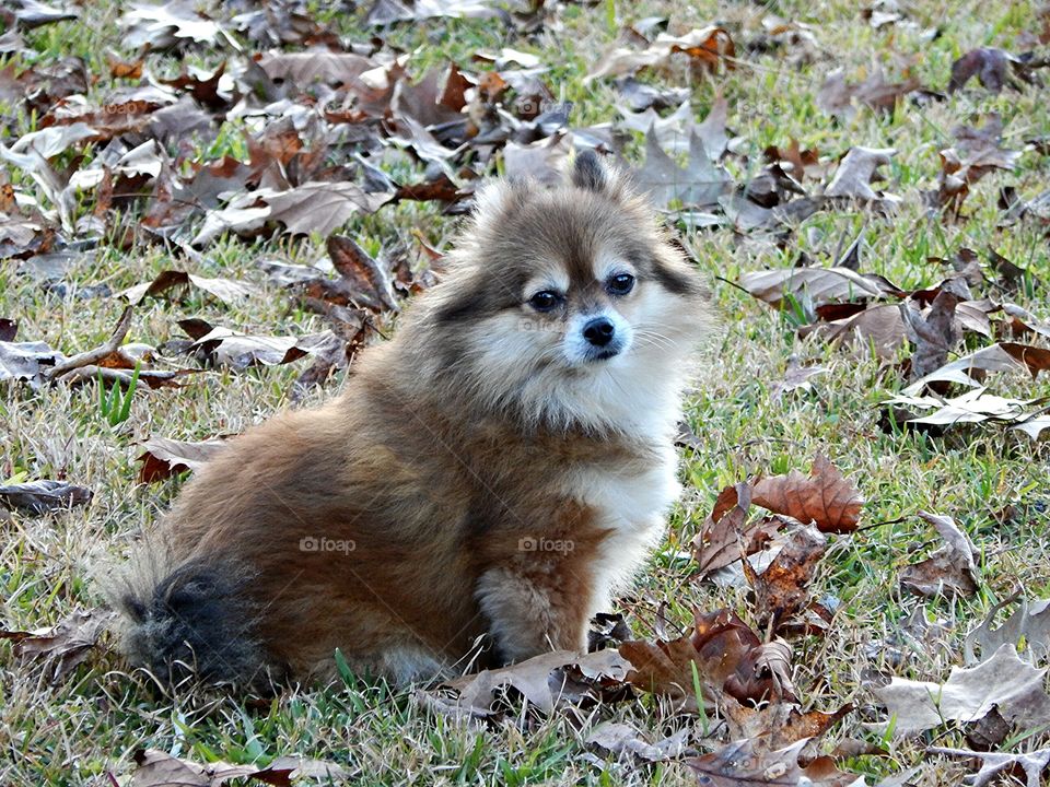 Pondering Pomeranian