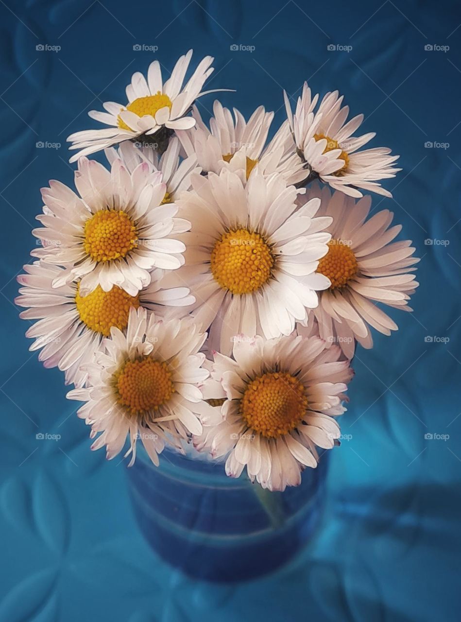 Daisies